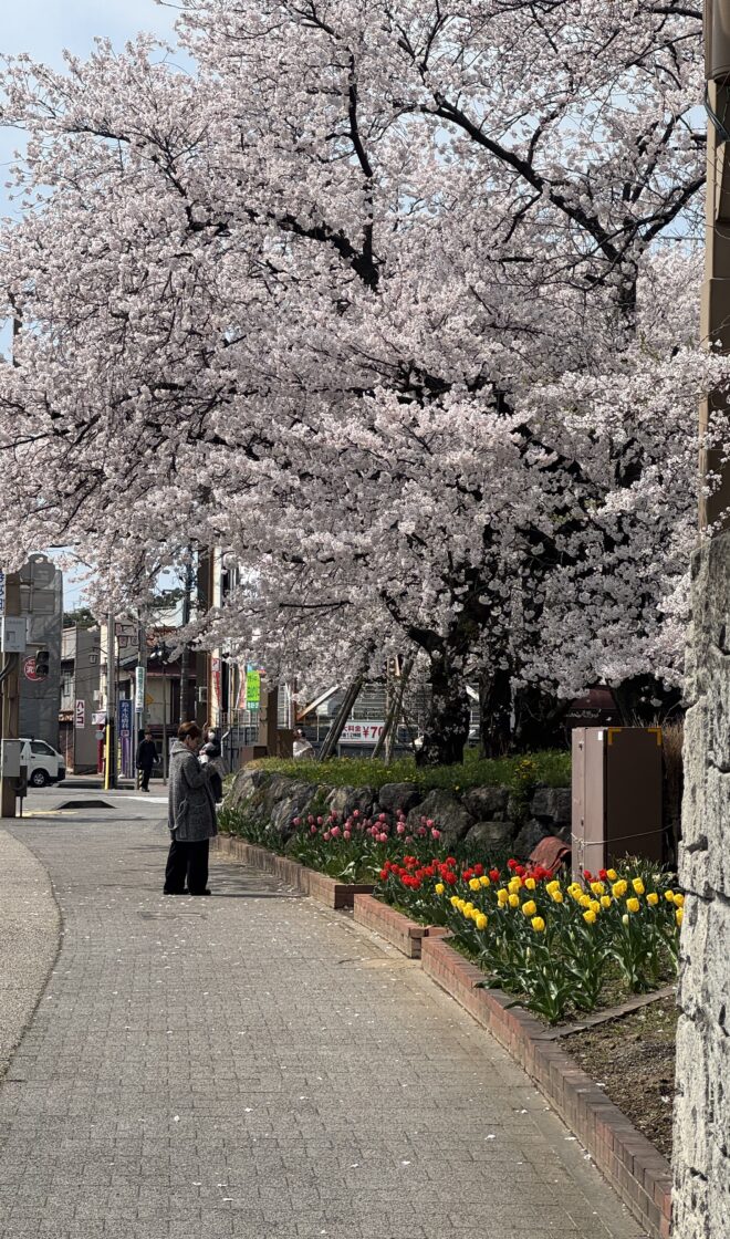 満開の桜とチューリップ